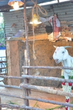 oru-kidayin-karunai-manu-audio-stills-001