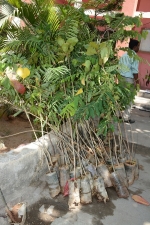 ymca-tree-planting-stills-002